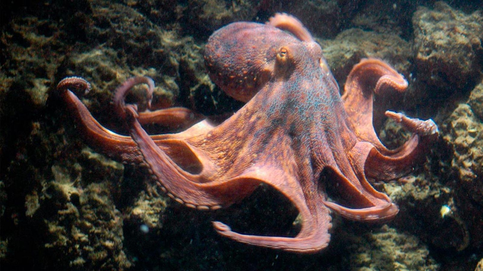 Grandes documentales - Los mayores talentos de la naturaleza: Maestros del disfraz - ver ahora