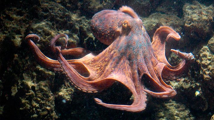 Grandes documentales - Los mayores talentos de la naturaleza: Maestros del disfraz