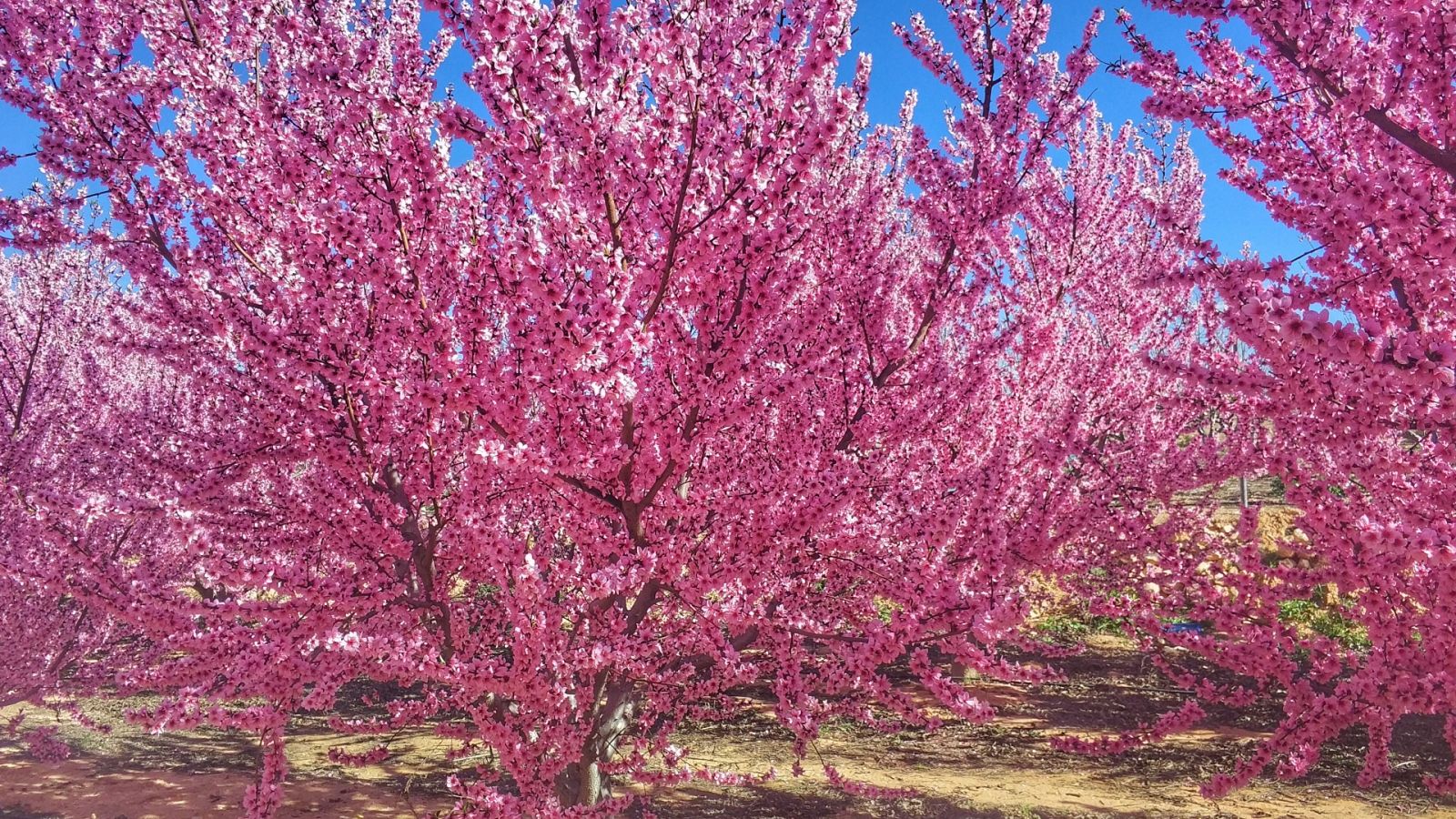 Las heladas causan daños en el campo