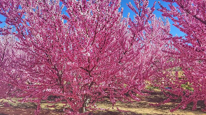 Noticias Aragón - Las heladas causan daños en el campo