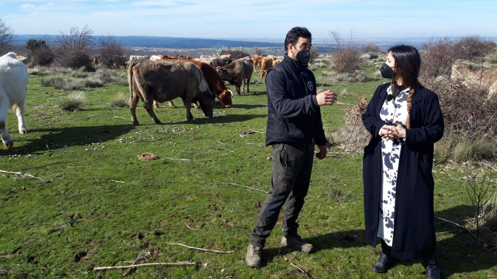 Aquí la Tierra - Las vacas de Santo Tomé del Puerto predicen el tiempo