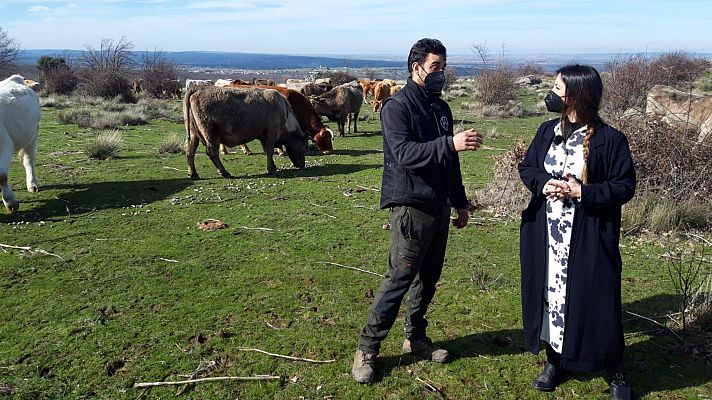 Aquí la Tierra - Las vacas de Santo Tomé del Puerto predicen el tiempo