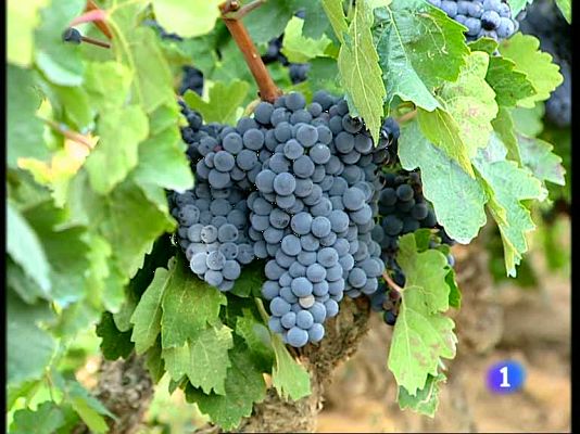 Informativo Telerioja - Informativo Telerioja - 10/09/09