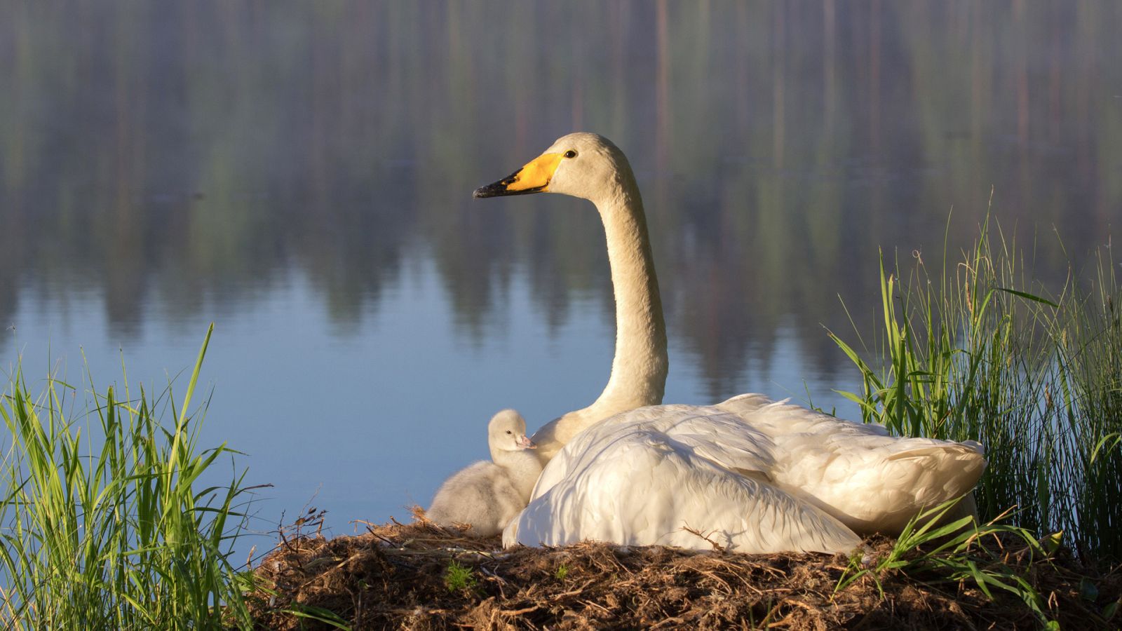 Somos documentales - Humedales salvajes - ver ahora