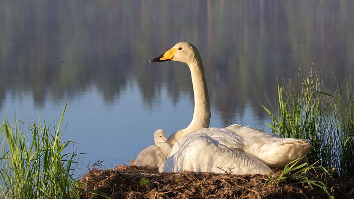 Somos Documentales - Humedales salvajes