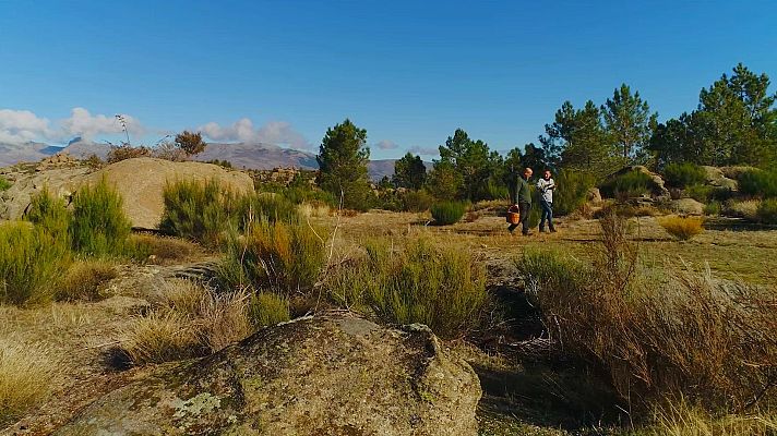 El señor de los bosques - Cabeza lobera
