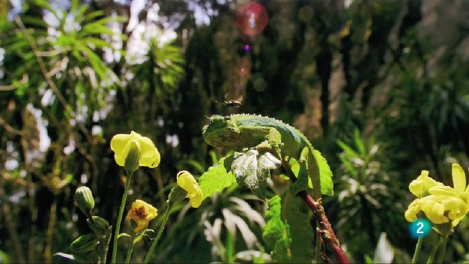 Grans documentals - Els majors talents de la naturalesa: Mestres de la disfressa