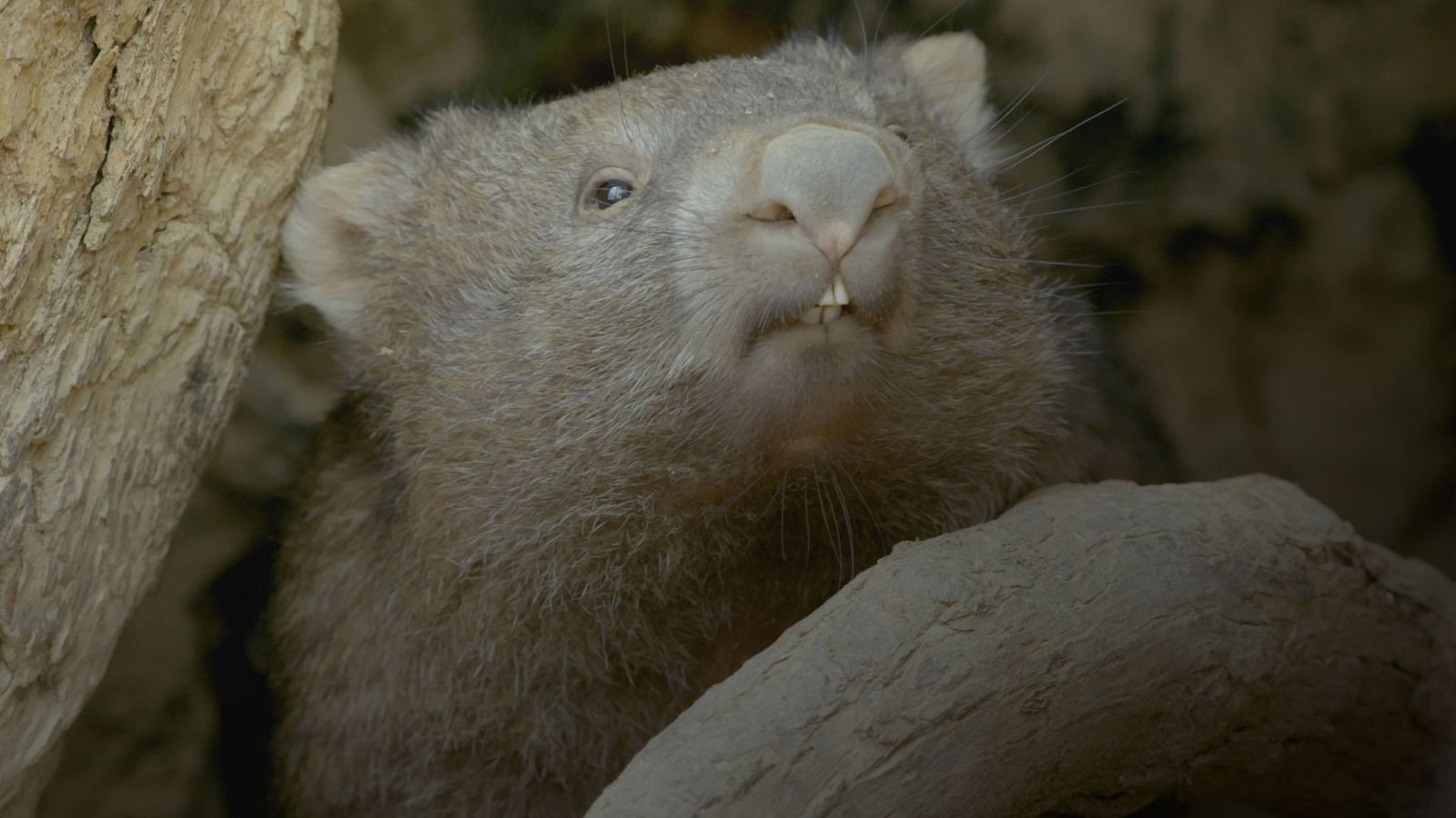 Grandes documentales - La vida secreta de los Wombat: El bosque de los Wombat - ver ahora