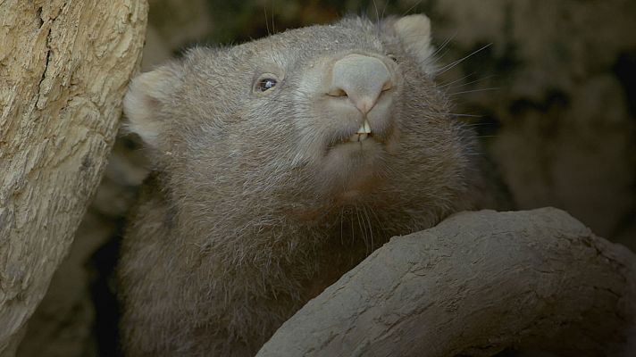 Grandes documentales - La vida secreta de los Wombat: El bosque de los Wombat