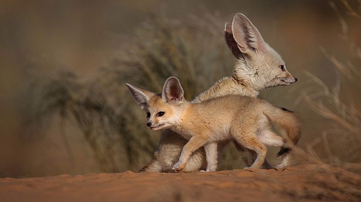 Los secretos del Mediterráneo - La vida en los extremos