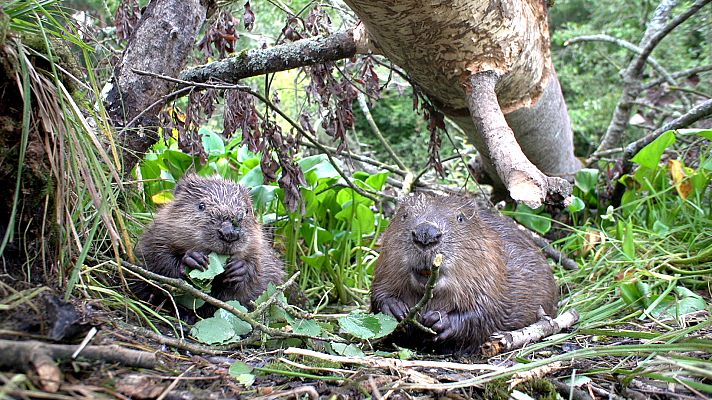 Somos Documentales - Carrera de ratas