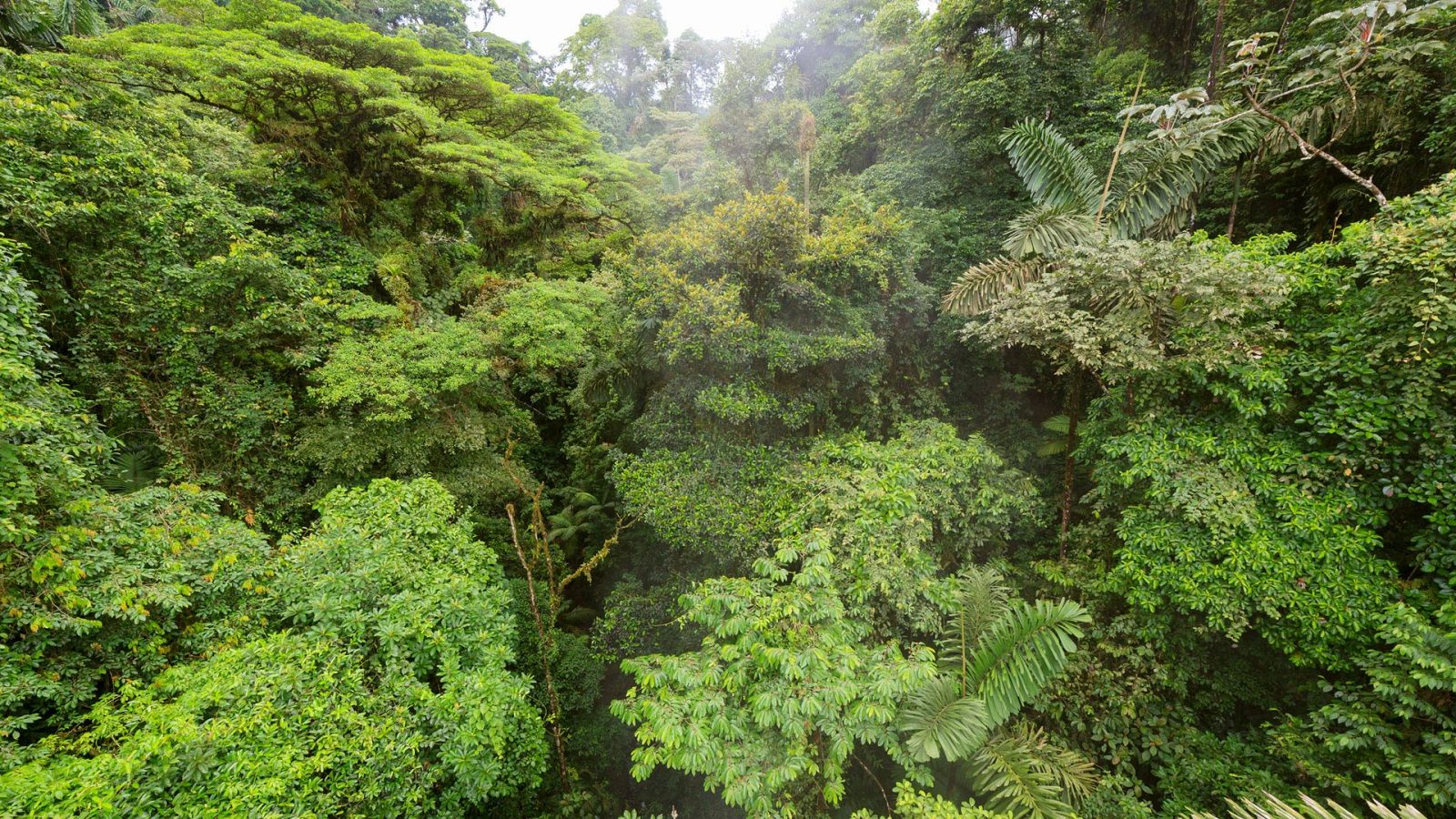 Planeta Selva - Selvas en las nubes. Costa Rica - ver ahora