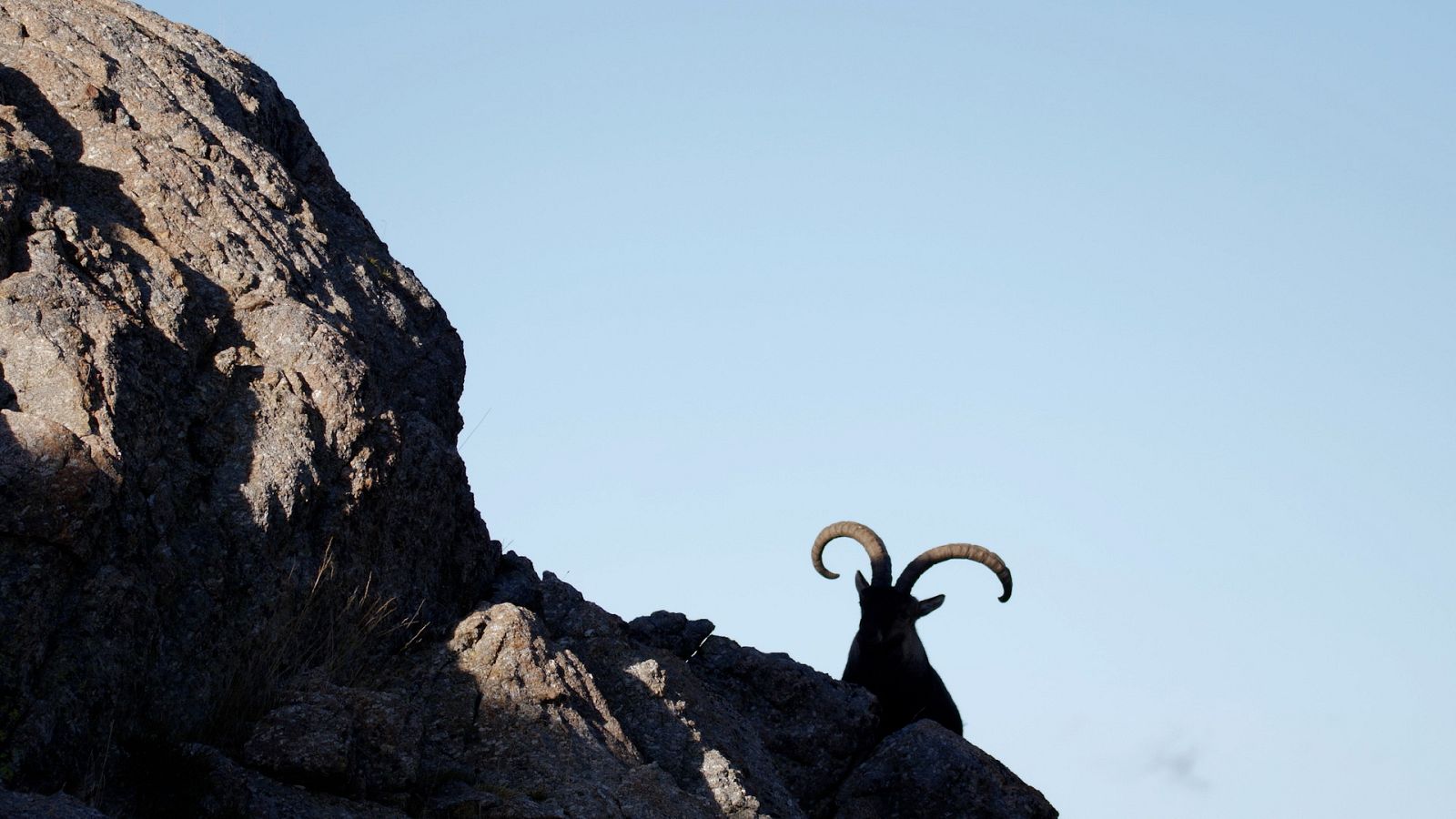 Los Image Catchers - Pelea de cabras on the rocks - Ver ahora