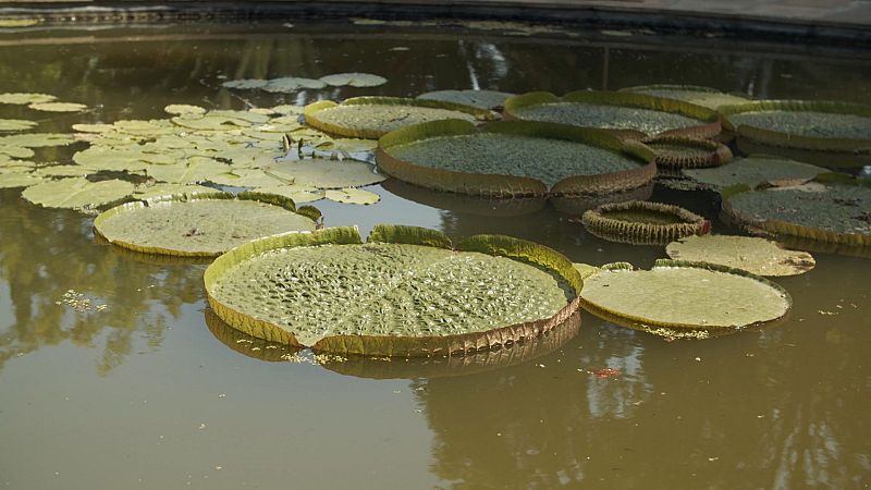 Jardines con historia - Episodio 8: Málaga-La Concepción - ver ahora