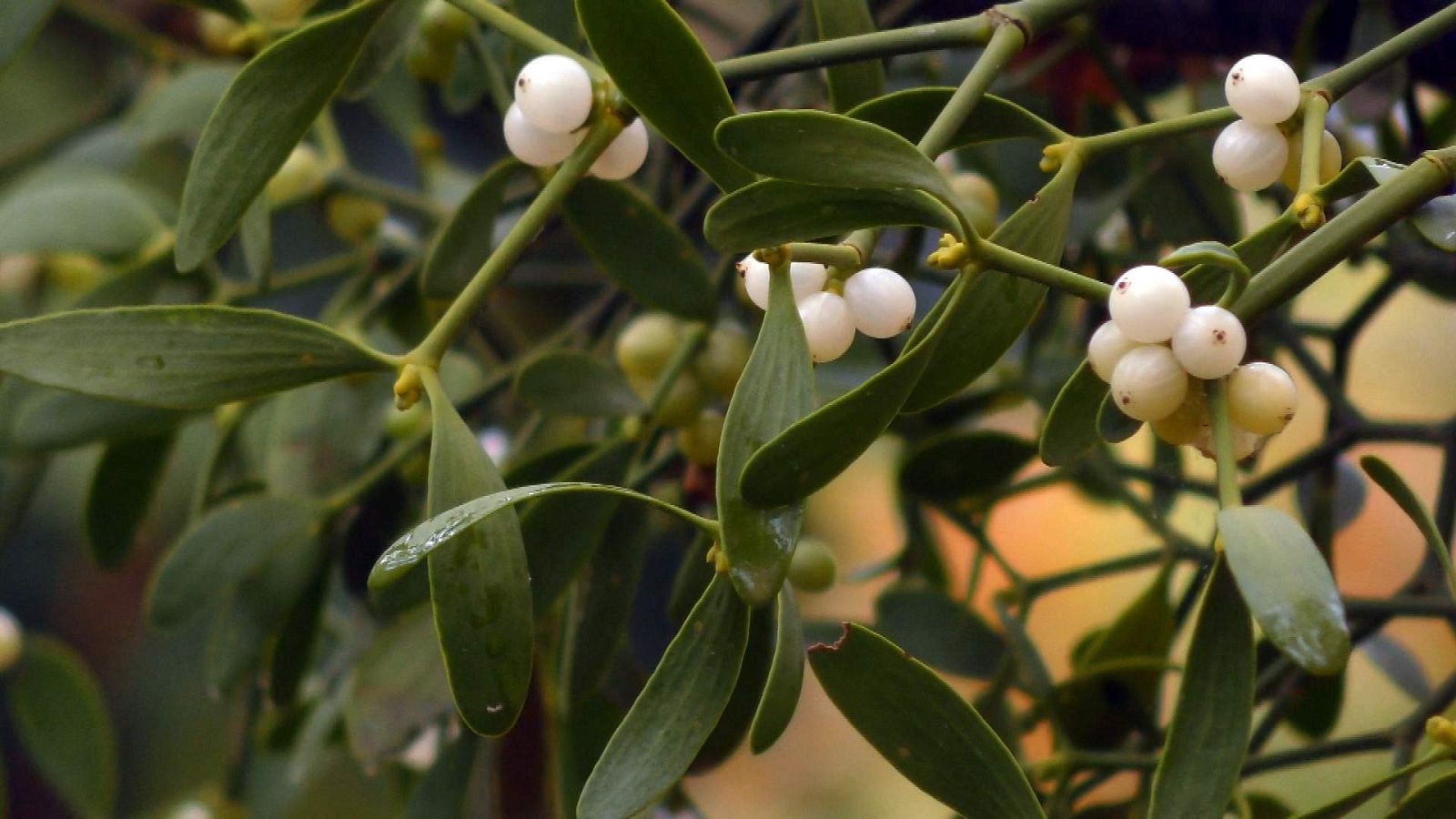 ¡Qué animal! - El muérdago, una planta aprovechada