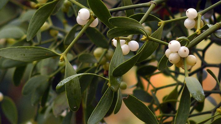 ¡Qué animal! - El muérdago, una planta aprovechada