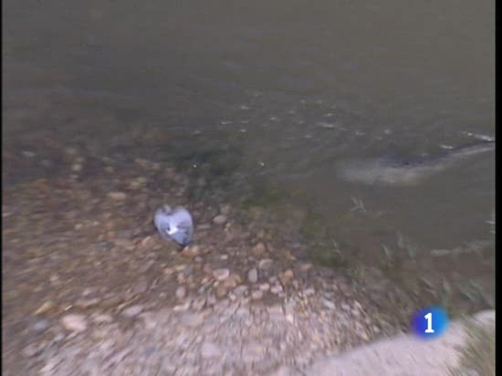 La fauna del Ebro ya no es lo que era | Ver