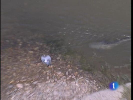  - Peces que comen palomas