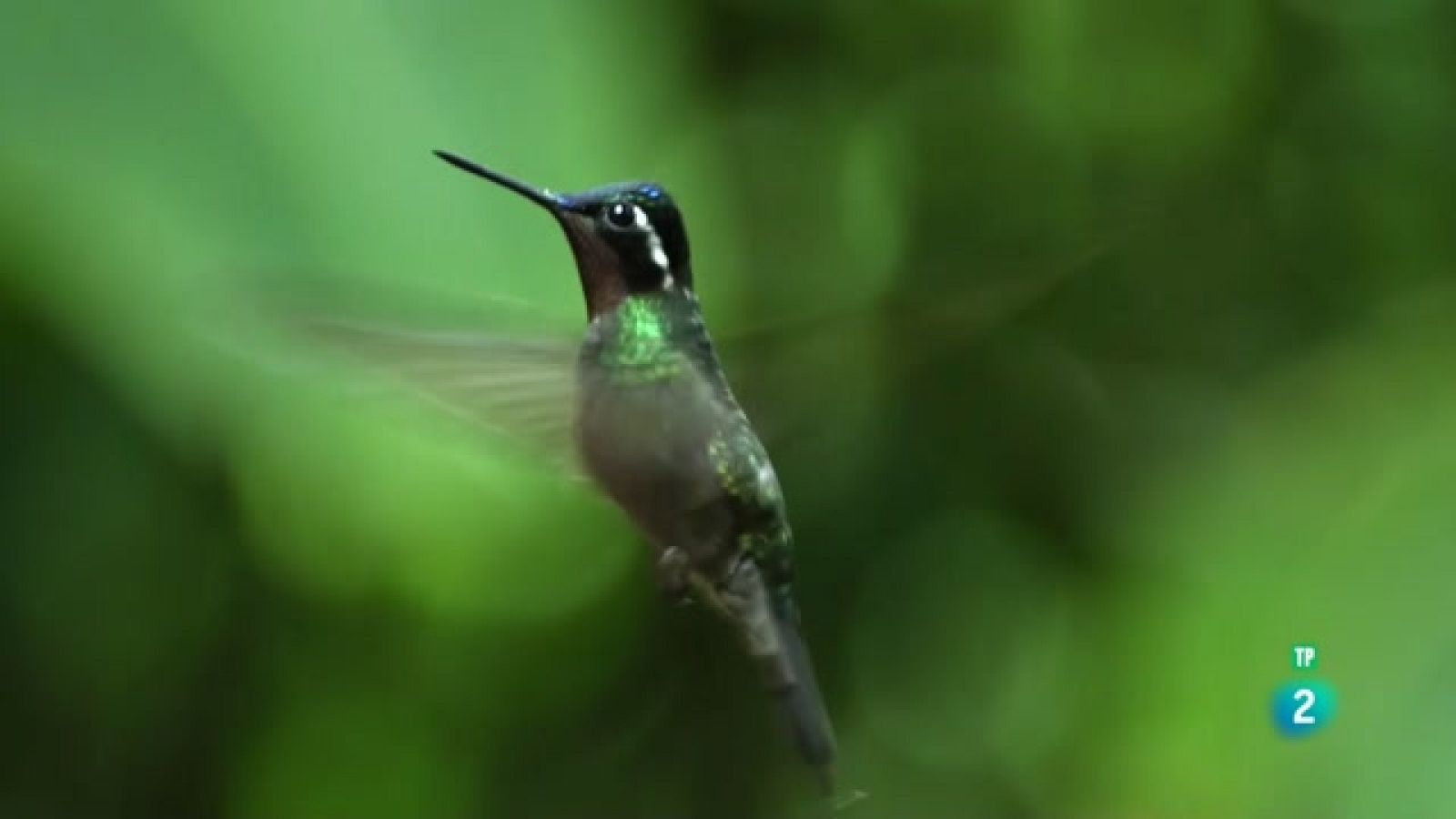 Grans documentals - Planeta selva: Selves als núvols. Costa Rica