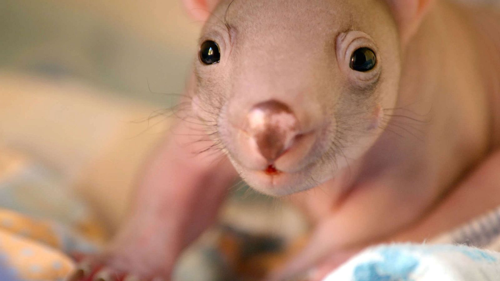 Grandes documentales - La vida secreta de los Wombat: La aventura de los pequeños - ver ahora