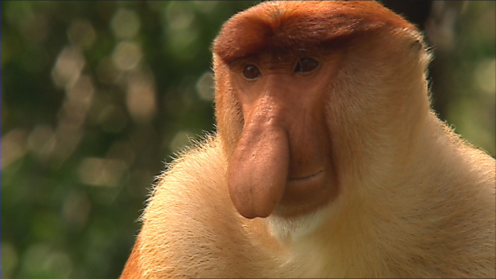 Indonesia salvaje - Episodio 1: Islas de los monstruos - ver ahora