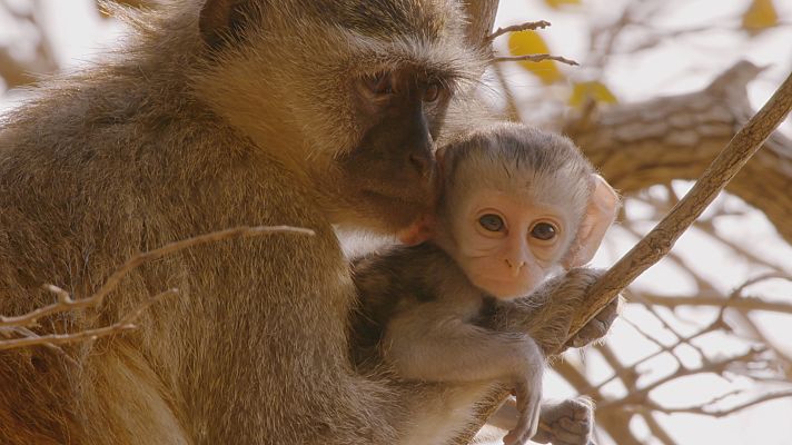 Grandes documentales - El viaje de la vida: Comienza la vida