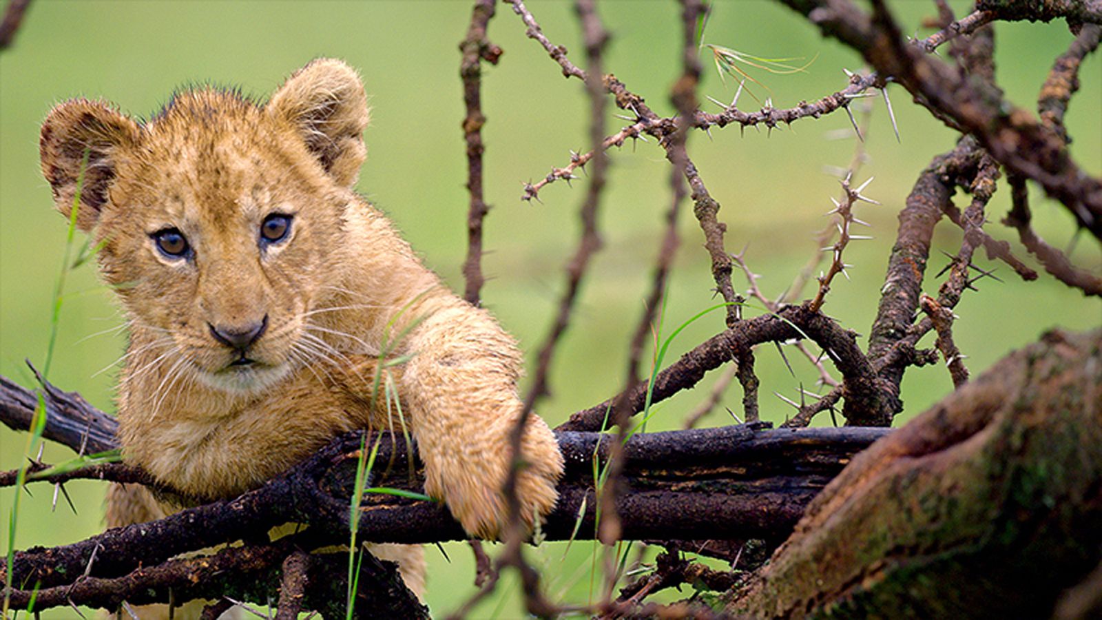 Somos documentales - Hermanas de la sabana - ver ahora