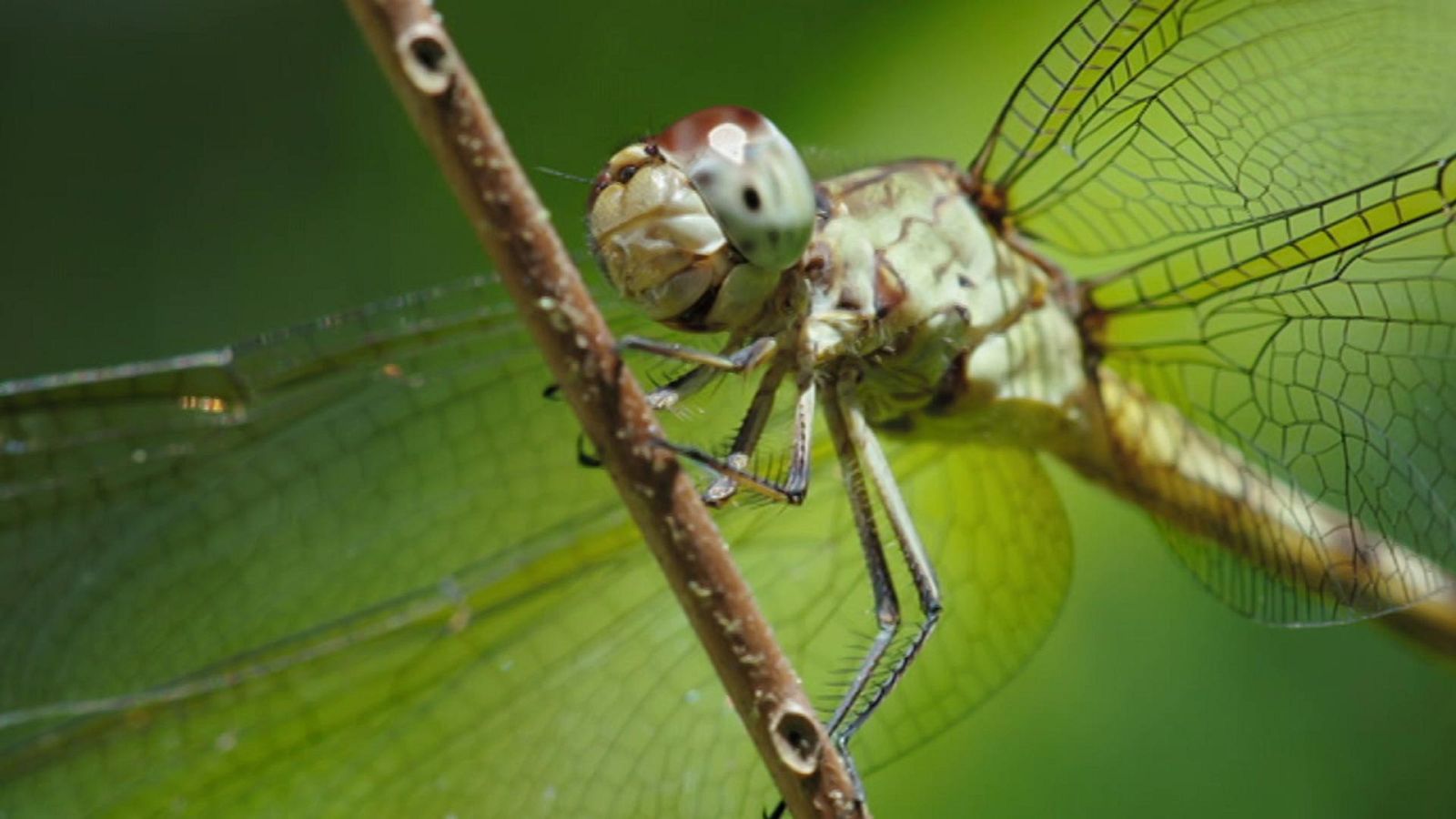 Planeta selva - Las ciénagas eternas. Florida - ver ahora