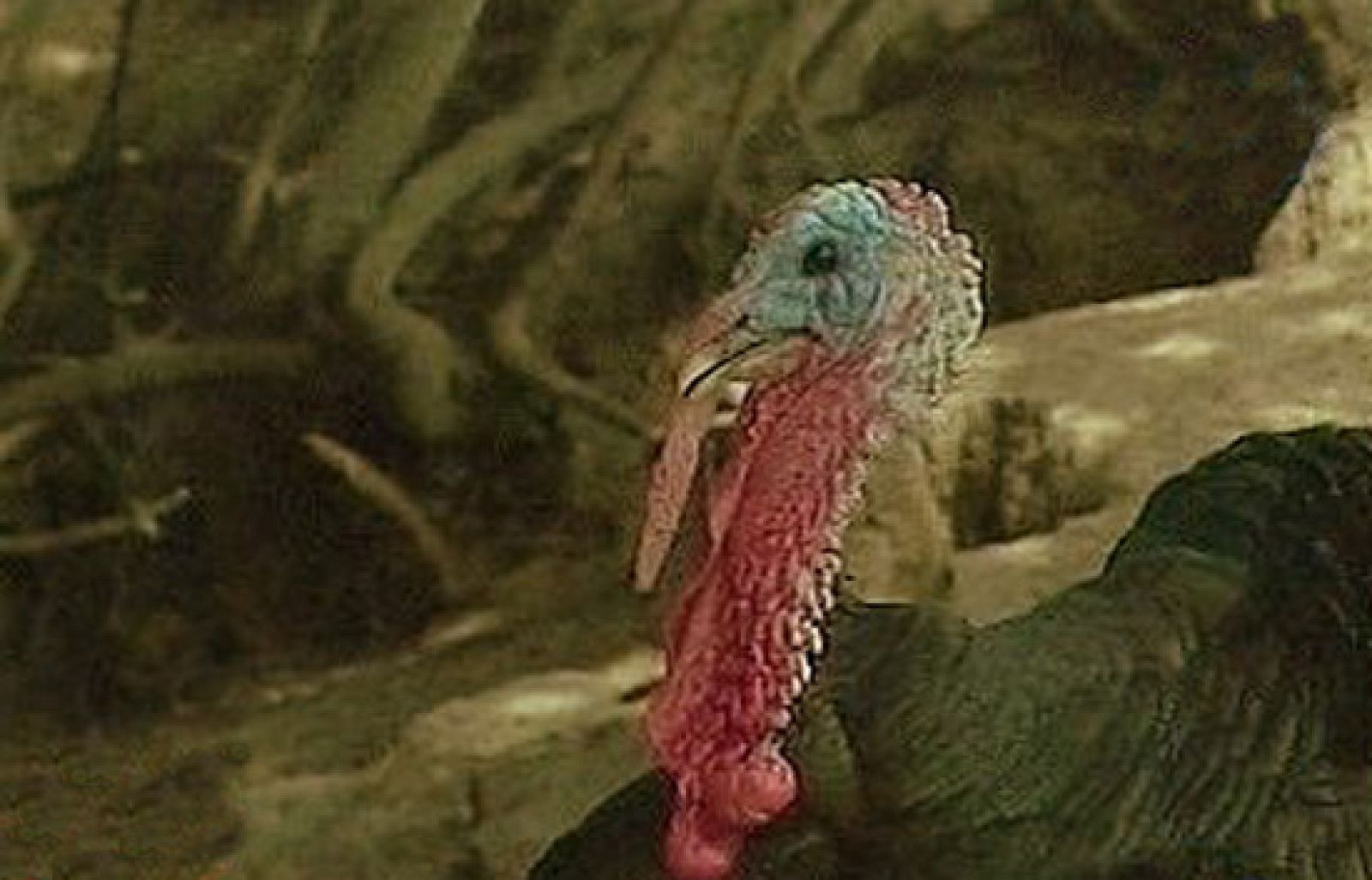 España Directo - ¿Quién tiró la pava? | Ver