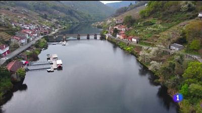 A floraci�n das cerdeiras na Ribeira Sacra