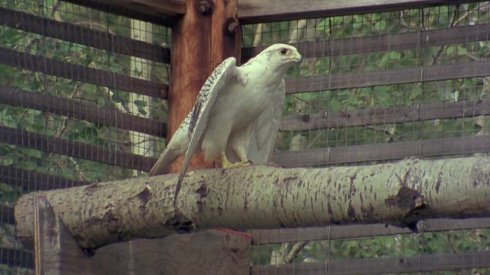 El hombre y la Tierra - Operación peregrino
