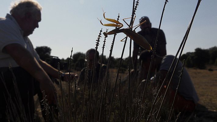 Los Image Catchers - La historia de nuestra mantis