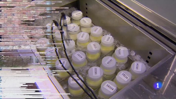 Telediario 1 - Canguro municipal