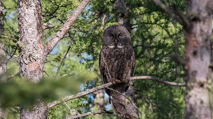 Somos Documentales - Depredadores acústicos: El carabo lapón
