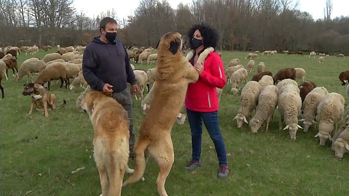 Comando Actualidad - El hombre y el lobo