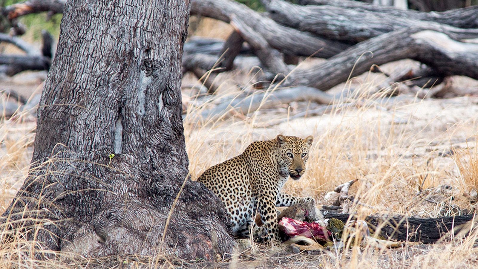 Supervivientes de la naturaleza - Apetitos animales - Ver ahora