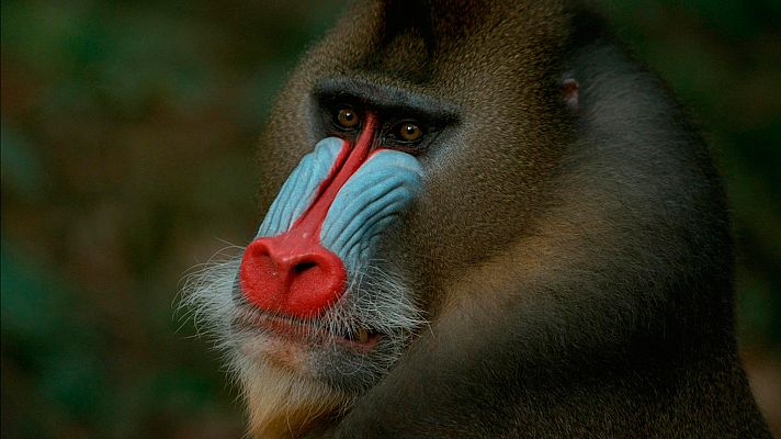 Somos Documentales - La batalla de los mandriles alfa