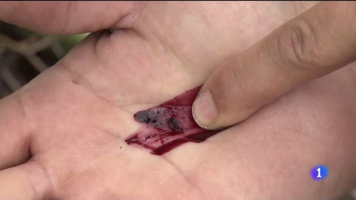 Telecanarias - Ingenio, en Gran Canaria, cuenta con una de las pocas productoras de cochinilla