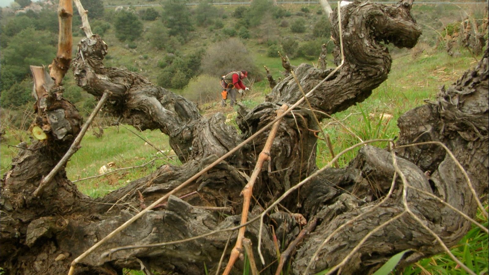 Aquí la Tierra - ¿Cómo se cuida una viña con un 32% de pendiente?