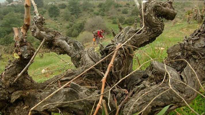 Aquí la Tierra - ¿Cómo se cuida una viña con un 32% de pendiente?