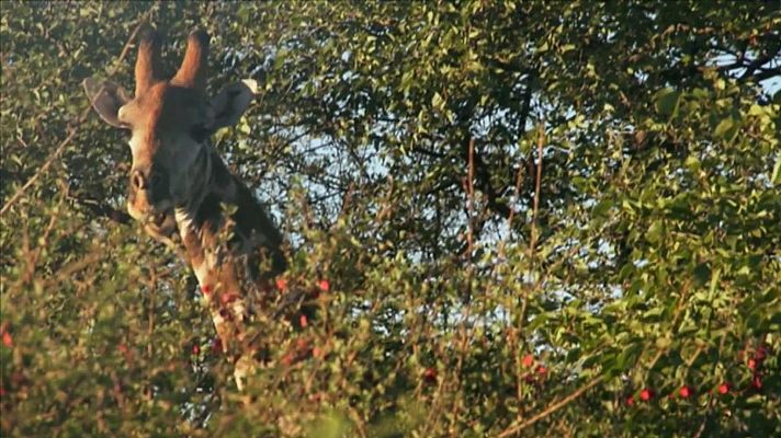 Nacido explorador - Namibia: gentes pintadas del desierto