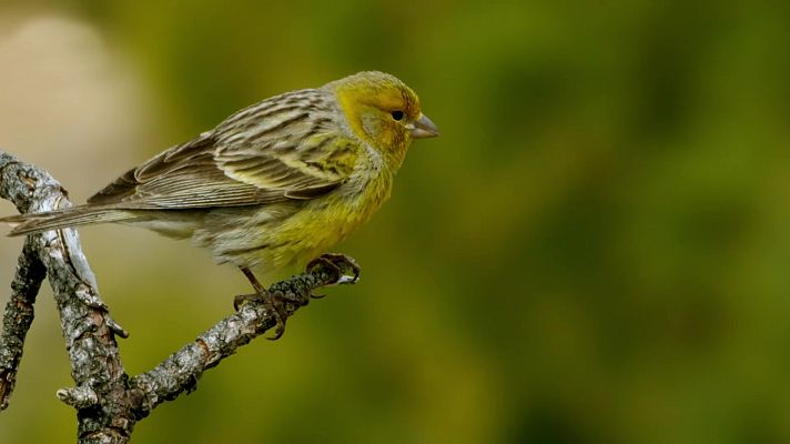 Planeta selva - El bosque de fuego. Pinara canario