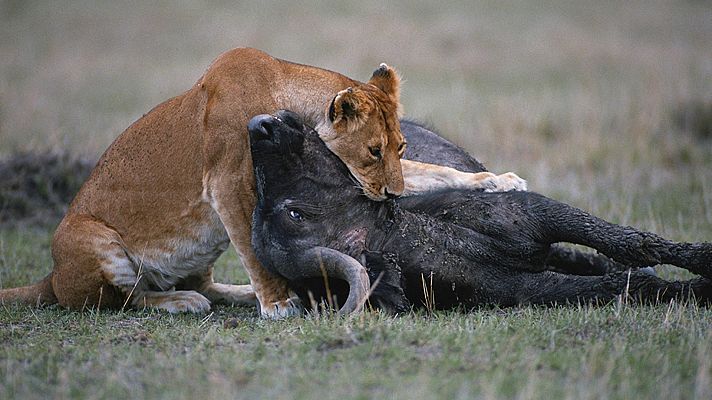 Grandes documentales - Cazadores creativos: Campo abierto