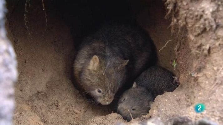 Especials en català - Grans Documentals - La vida secreta dels uombats: L'aventura dels menuts