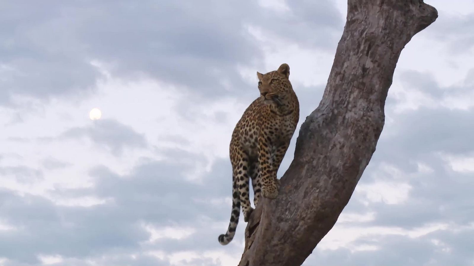 Españoles en el mundo - Botswana - ver ahora