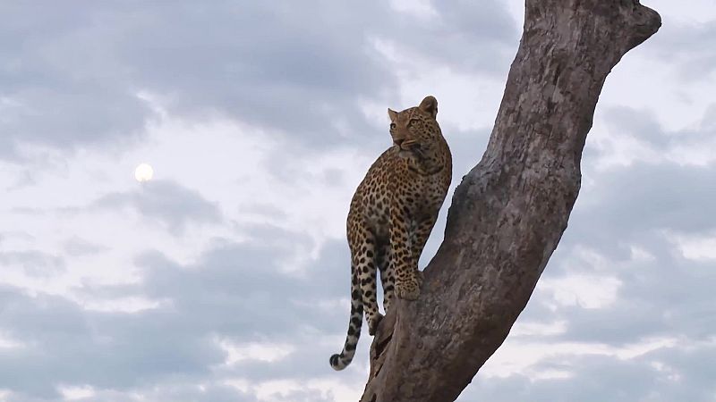 Espaoles en el mundo - Botswana - ver ahora