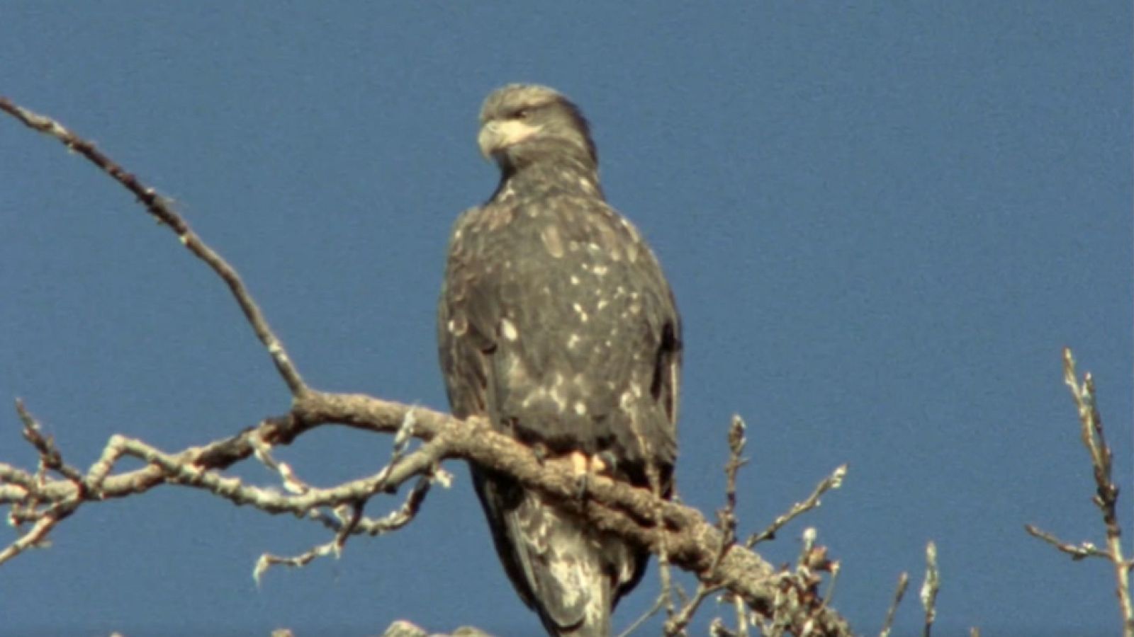 El hombre y la tierra (Serie canadiense) - Operación Rescate - ver ahora