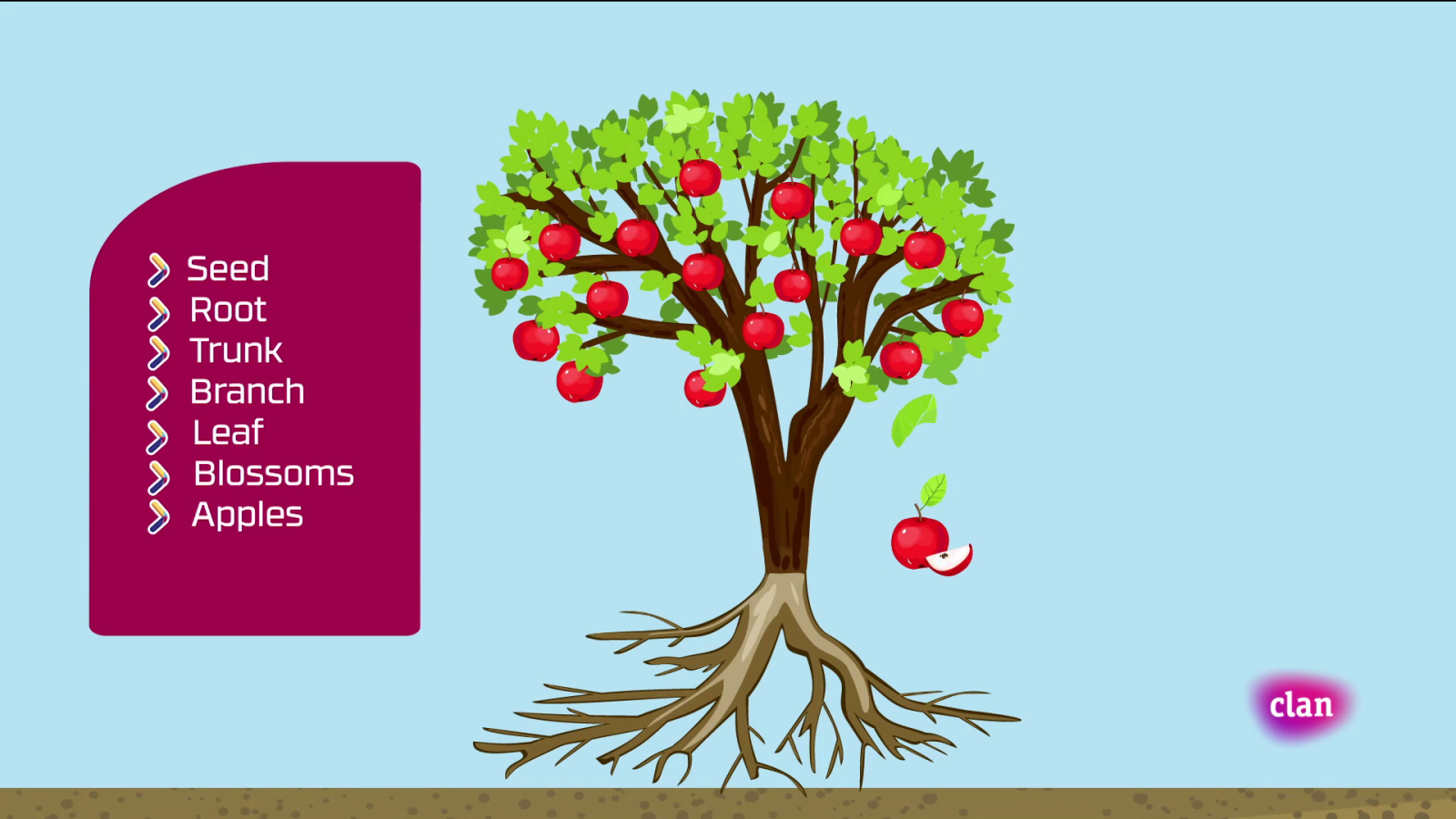 Aprendemos en Clan - INGLÉS - Are plants different in the UK? - RTVE.es - Aprendemos en Clan | Ver