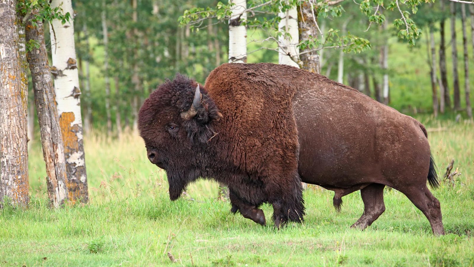 Arsenal animal - Cabeza y extremidades - ver ahora
