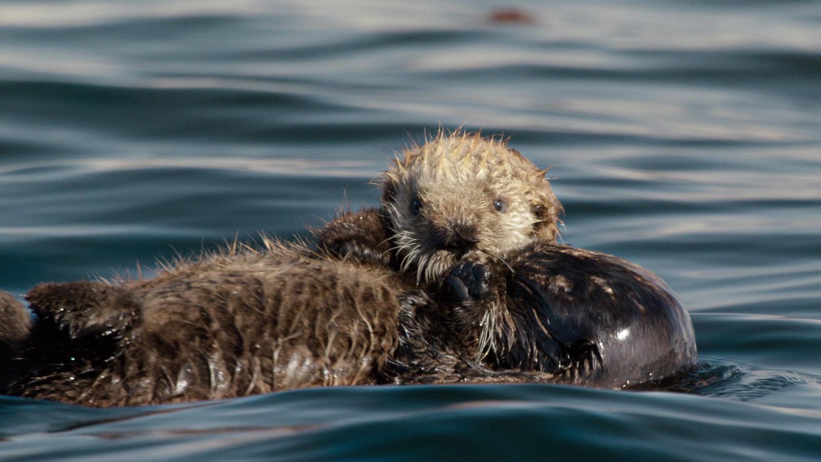 El año de la naturaleza canadiense - Episodio 1: Primavera - ver ahora